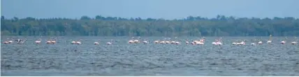  ?? MIAMI HERALD PHOTOS ?? A flock of flamingos rest on a mud flat in Florida Bay on Tuesday.