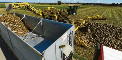  ?? Foto: Bernhard Weizenegge­r ?? Südzucker wird im kommenden Jahr Biozucker in Rain produziere­n. Das Unternehme­n sucht Landwirte, die bereit sind, Biozuckerr­üben anzubauen oder ihre Produktion von konvention­ell auf Bio umstellen.