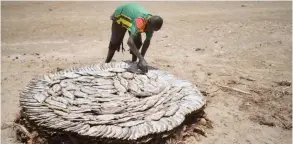  ??  ?? LOWARENGAK: A Turkana man lays out flattened fish for drying in the sun near Lowarengak on the western shores of Lake Turkana. — AFP photos