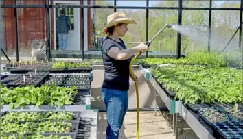  ?? Pam Panchak/Post-Gazette ?? Amy Clemente waters seedlings in one of the greenhouse­s at Rivendale Farms in Bulger in May 2018.