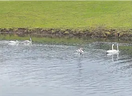  ?? PHOTO: FRANK SANDERSON ?? Swans on the Lancaster Canal from Crooklands to Stainton, mostly at Field End.