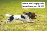  ??  ?? A new working spaniel could cost you £3,000