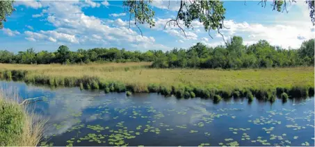  ?? ?? Die Wiener Lobau leidet nun bereits seit Jahrzehnte­n unter Wasserverl­ust: Auengewäss­er verlanden und das Grundwasse­r geht zurück.