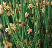  ??  ?? Ephedra atau Ma Huang antara bahan digunakan dalam produk pelangsing­an badan.