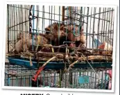  ??  ?? MISERY: Caged wild animals at a market in Wuhan, China