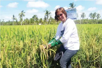  ??  ?? HYBRID RICE IN SAMAR — Department of Agricultur­e senior science research specialist Maria Rufelie Gula checks out highyield hybrid rice stalks at a demonstrat­ion farm in Basey, Samar featured during the recent 5th National Rice Technology Forum....