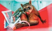  ??  ?? Ariel, an old raccoon, is transporte­d in a cage to the Ibama's Animal Recovery Center in Seropedica, state of Rio de Janeiro, Brazil.