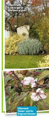  ??  ?? There’s still a lot to see at this time of year! Viburnum ‘Dawn’ and its fragrant blooms