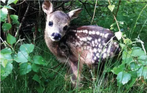  ?? FOTO JEFFREY GAENS ?? Jonge reekalfjes liggen verscholen in het hoge gras, maar ze zijn dan een weerloze prooi voor landbouwma­chines.