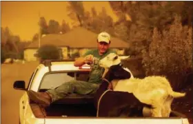  ?? NOAH BERGER — THE ASSOCIATED PRESS ?? Mark Peterson, who lost his home in the Carr Fire, gives water to goats that survived the blaze on Friday in Redding Peterson.