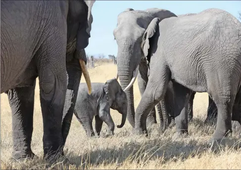  ?? PIC: THALEFANG CHARLES ?? Answers sought: Elephants are dying around Seronga and experts don’t know why