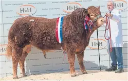  ??  ?? Overall champion from the pre-sale show was Ampertaine Majestic from Co Derry.