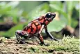  ?? ?? Super/Natural: a devil poison dart frog