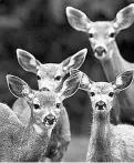  ?? Da rren Stone / Victoria Times colonist ?? Deer are “staring down” dogs
and people in B.C. towns.