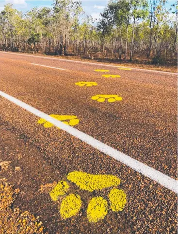  ?? Picture: DEPARTMENT OF TRANSPORT AND MAIN ROADS ?? PUZZLING: Painted tracks on the road found in Far North Queensland on the Peninsula Developmen­t Road near Coen.