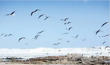  ?? PICTURES: ARMAND HOUGH/AFRICAN NEWS AGENCY (ANA) ?? BEACH LIFE: Seagulls above rock pools in Mouille Point.