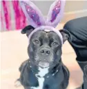  ?? SOUTH SUBURBAN HUMANE SOCIETY / HANDOUT ?? Meet Bosco, a 4-year-old bunny disguised as a dog. Come see for yourself and fall in love with him today.