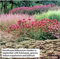  ??  ?? Pensthorpe millennium Garden in september with Echinacea, grasses, sedum eupatorium and lythrum