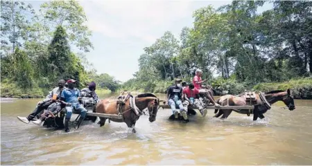  ?? FERNANDO VERGARA/AP ?? Migrants cross the Acandi River on horse carts Sept. 14 in Acandi, Colombia, on their way to the jungle known as the Darien Gap.