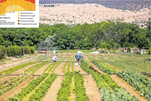  ?? PHOTOS BY GABRIELA CAMPOS/THE NEW MEXICAN ?? ALCALDE Farmer Matt Romero’s fields in Dixon, top, are suffering during the current drought. Whereas in previous years Romero planted asparagus, leeks, carrots and other crops in Dixon, he has cut back this year and focused on his Alcalde farm, above,...