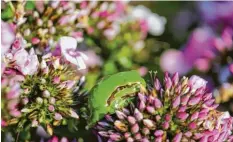  ?? Foto: Sammlung Nagengast ?? Der Laubfrosch ist eine der ersten Amphibien, die ihr Winterquar­tier verlassen und ihr Laichgewäs­ser aufsuchen.