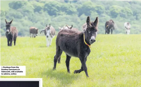  ??  ?? > Donkeys from the Donkey Sanctuary in Sidmouth, still available to admire, online