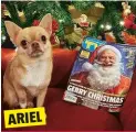  ?? ?? Giada ha festeggiat­o il primo Natale della sua chihuahua.