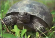  ?? (File Photo/AP/ToddStone) ?? A female gopher tortoise, about 20 years old, makes her way through the weeds and grass June 21, 1996, at the Joseph W. Jones Ecological Research Center near Newton, Ga.