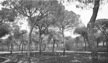  ??  ?? A burnt area after a wildfire at Donana National Park. — AFP photo