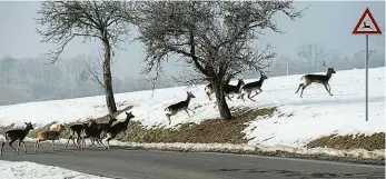  ?? Foto: Z. Němec, MAFRA ?? Divoká Zvěř na silnici u obce Lukoveček na Zlínsku. Snímek pochází z minulého týdne.