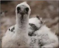  ?? (AP/Carolyn Kaster) ?? A northern gannet chick looks out from a nest.