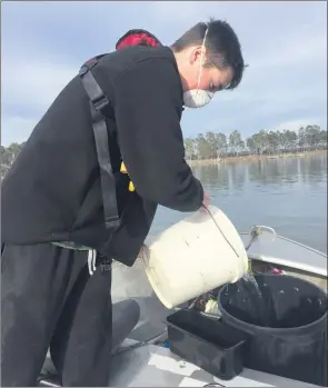  ??  ?? GROWING: Pat Duggan helps authoritie­s release fish into Rocklands Reservoir at the weekend. The release took the number of cod that have gone into the lake in 2020 past the 400,000 mark.