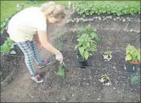  ?? SUBMITTED PHOTO/KIMMY MCPHERSON ?? Carolyn McPherson, 9, plants vegetables in the Glace Bay Food Bank's vegetable garden. The young girl volunteers in the garden as well as the kitchen and helps with the orders.