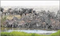  ??  ?? WILD SIGHTINGS: Wildebeest and zebra in the Serengeti National Park and, right, wildlife safari tourists on a game drive in Maasai Mara