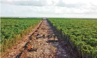  ?? FOTO: ?? TRABAJOS. Todavía continúan obras para completar el recorrido del Tren Maya.
AFP