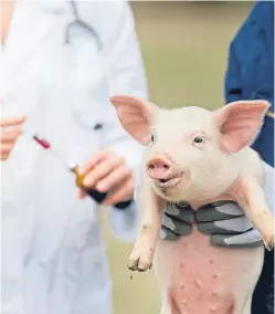  ?? Picture: Getty. ?? UK pig producers are reducing their use of antibiotic­s.