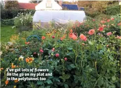  ??  ?? I’ve got lots of flowers on the go on my plot and in the polytunnel too