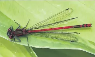  ??  ?? ● Large red damselfly