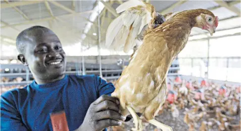  ??  ?? Hands on: possession of a hen turns a pauper into an entreprene­ur. Bill Gates estimates that owning five birds can provide an African with an income of about £800 a year