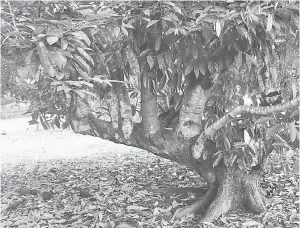 ??  ?? UNIK: Pokok durian yang berjaya dikacukkan oleh Hamrey daripada tiga pokok durian berlainan.