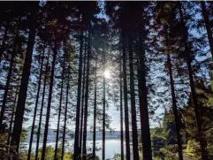  ?? (Daniel Hall) ?? Sky-scraping conifers line the main road