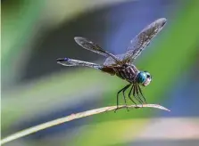  ?? Kathy Adams Clark / Contributo­r ?? Blue dasher is a common dragonfly in the area. Look for them around ponds, lakes and bayous.