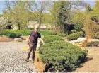  ??  ?? Garten- und Landschaft­sbau-Experte Ralf Cremers im japanische­n Steingarte­n.
