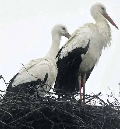  ?? BILD: Evelyn Eischeid ?? Haben das Nest schon sehr früh bezogen: "Butti" und seine Gefährtin, die bisher noch namenlos ist.