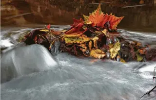  ?? Houston Chronicle file ?? Leaves gather in Langham Creek in Terry Hershey Park.