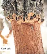  ??  ?? Cork oak