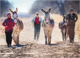  ??  ?? Members of New Mexico Pack Burros treat their donkeys — and themselves — to some exercise Saturday.