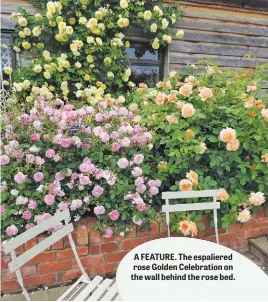  ??  ?? A FEATURE. The espaliered rose Golden Celebratio­n on the wall behind the rose bed.