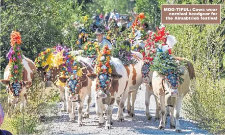  ??  ?? ITALIAN JOB: Graham Nash will open Italy’s Sounds Of The Dolomites Festival MOO-TIFUL: Cows wear carnival headgear for the Almabtrieb festival