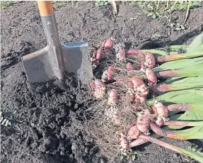  ?? ?? Volunteer teams helped to dig in the gladiolus bulbs.